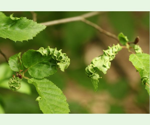 Roztoč Aceria macrotrichus