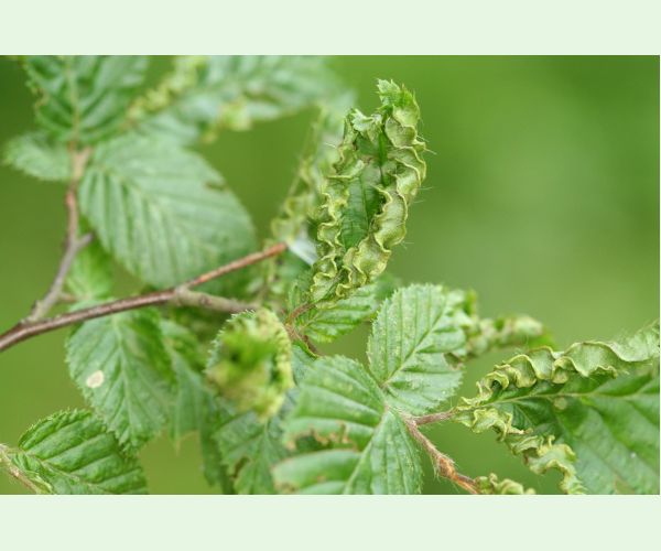 Roztoč Aceria macrotrichus