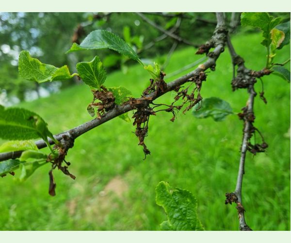 Monilióza kôstkovín