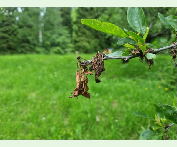 Monilióza kôstkovín