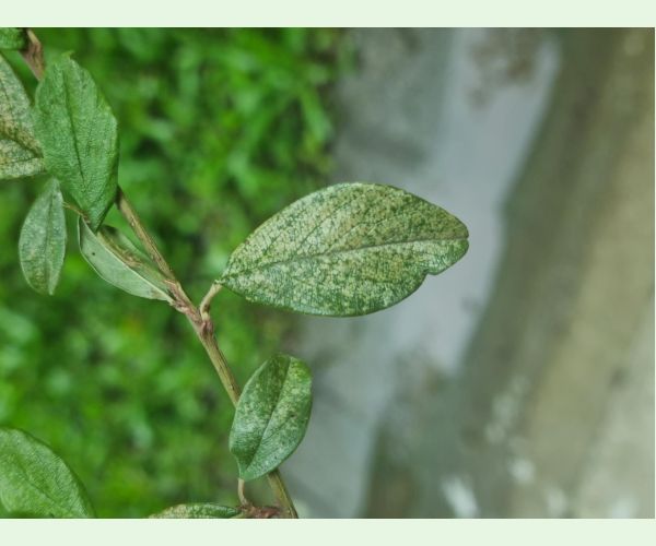 Sietnačka hrušková