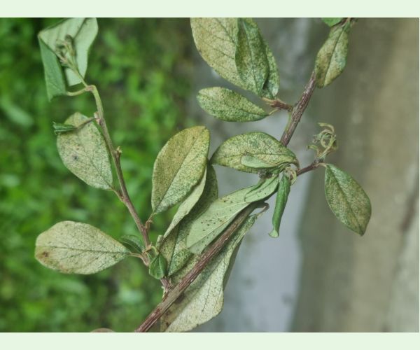 Sietnačka hrušková