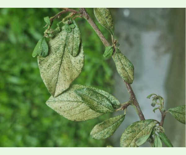 Sietnačka hrušková