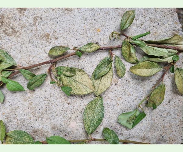 Sietnačka hrušková