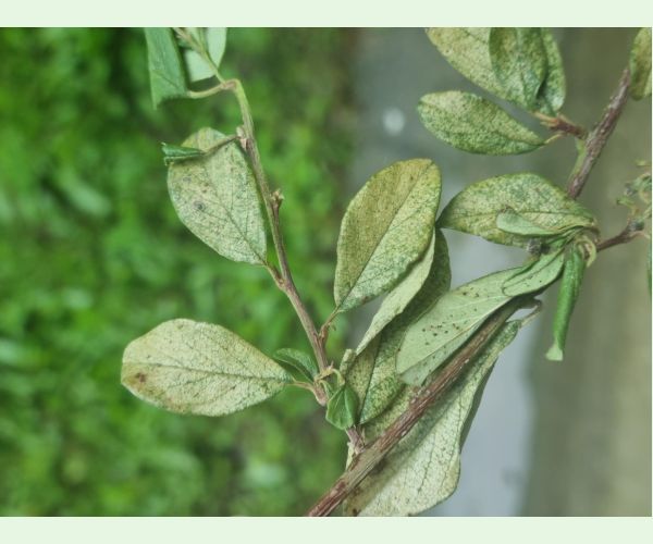 Sietnačka hrušková