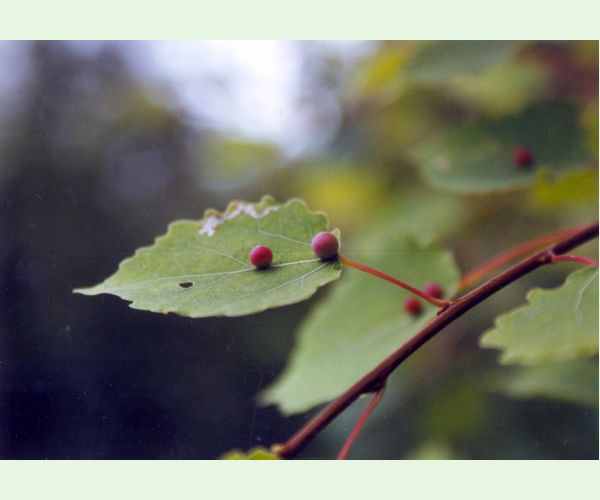Hrčiarka Harmandiola tremulae