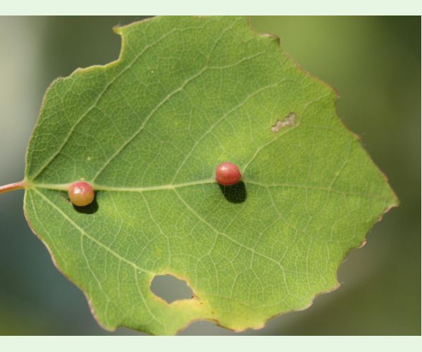 Hrčiarka Harmandiola tremulae