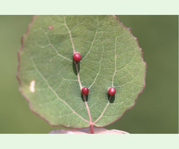 Hrčiarka Harmandiola tremulae