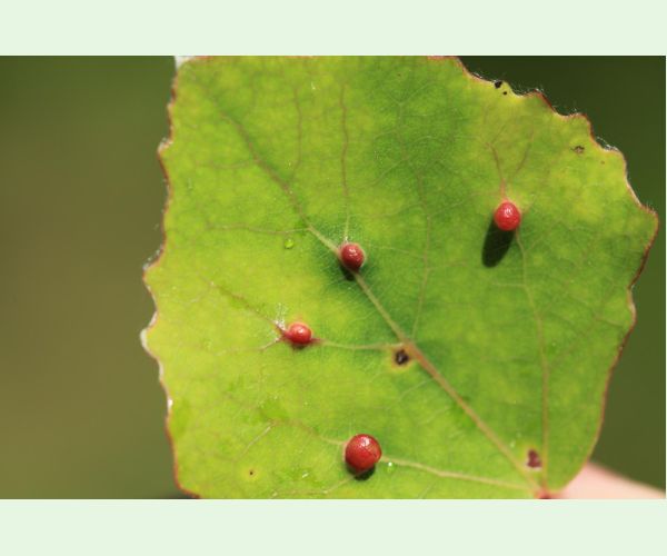 Hrčiarka Harmandiola tremulae