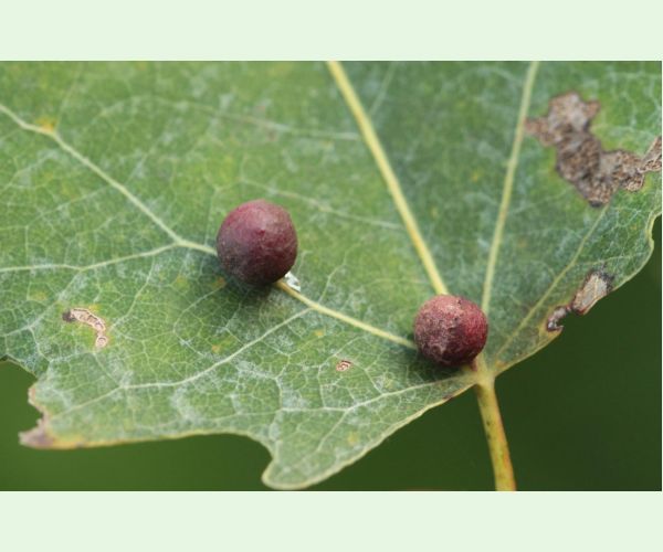 Hrčiarka Harmandiola tremulae