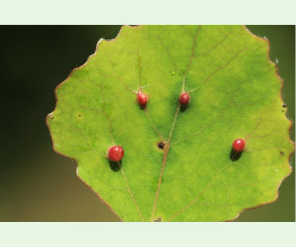Hrčiarka Harmandiola tremulae