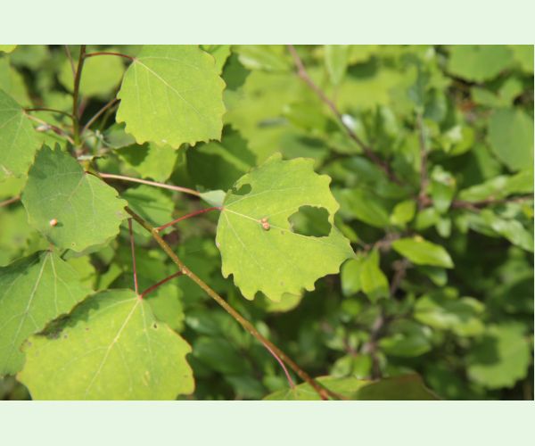 Hrčiarka Harmandiola tremulae
