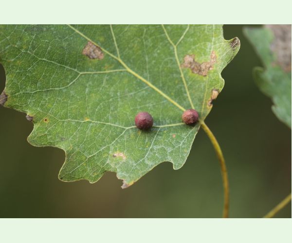 Hrčiarka Harmandiola tremulae
