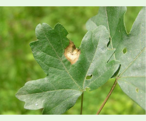 Hrčiarka Acericecis campestre