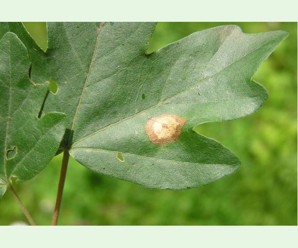 Hrčiarka Acericecis campestre