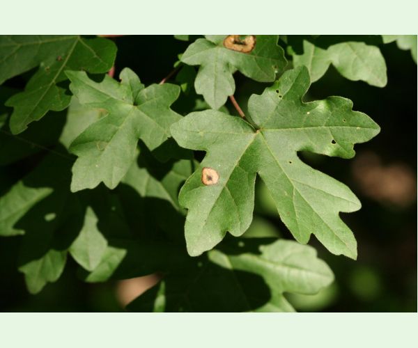 Hrčiarka Acericecis campestre