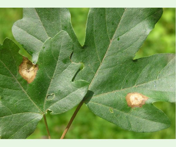 Hrčiarka Acericecis campestre