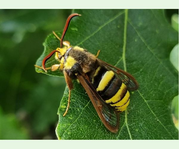 Podobník sršňovitý