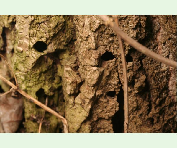 Podobník sršňovitý