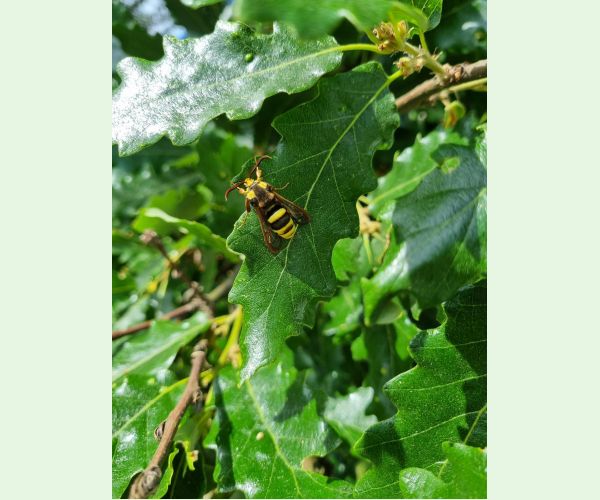 Podobník sršňovitý