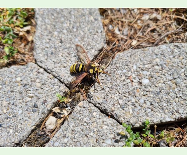 Podobník sršňovitý