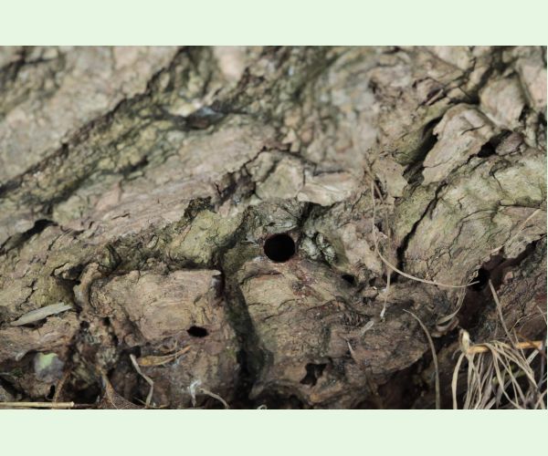 Podobník sršňovitý