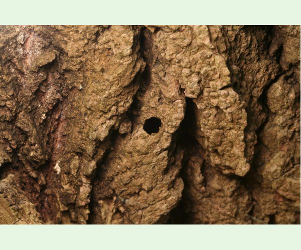 Podobník sršňovitý