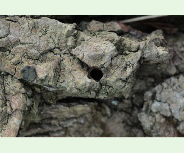 Podobník sršňovitý