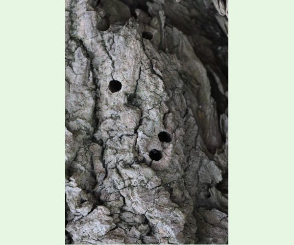 Podobník sršňovitý