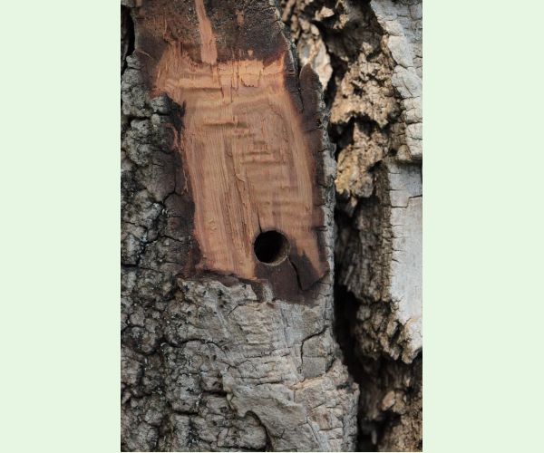 Podobník sršňovitý