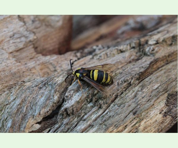 Podobník sršňovitý