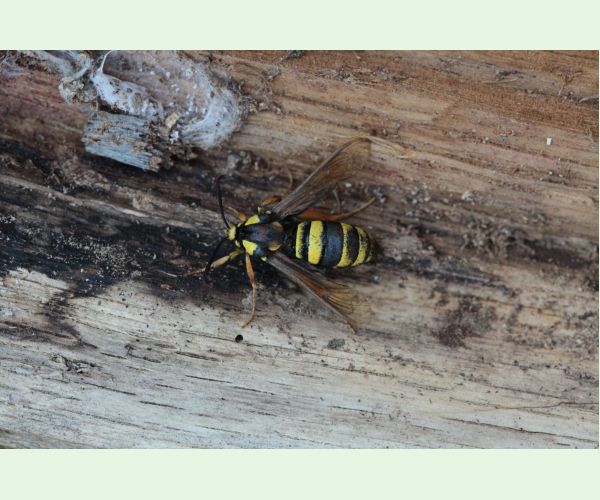 Podobník sršňovitý