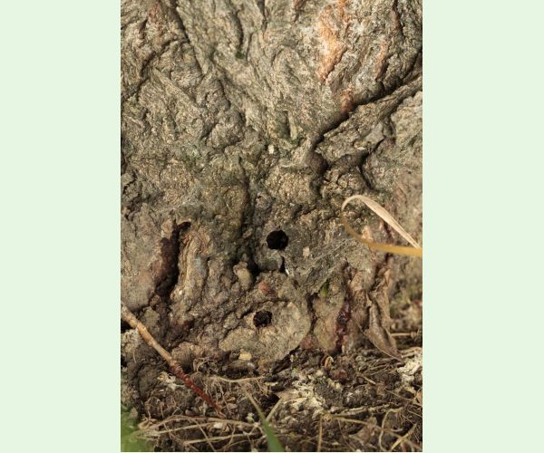 Podobník sršňovitý