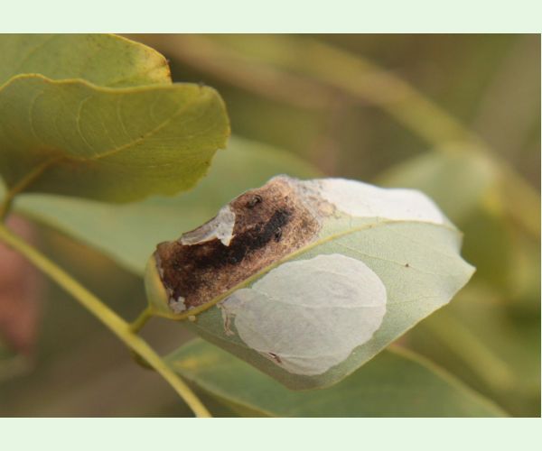 Ploskáčik agátový