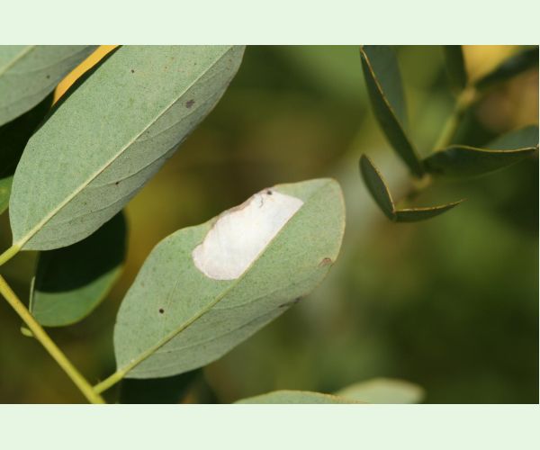 Ploskáčik agátový