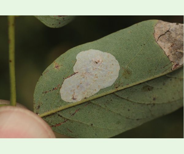 Ploskáčik agátový