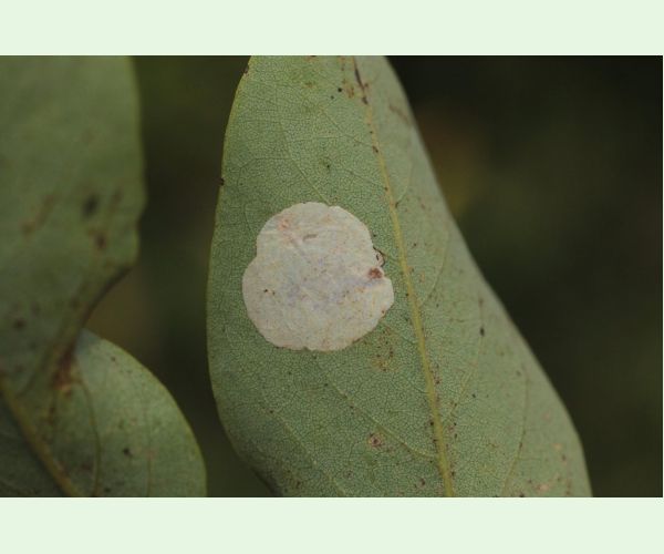 Ploskáčik agátový