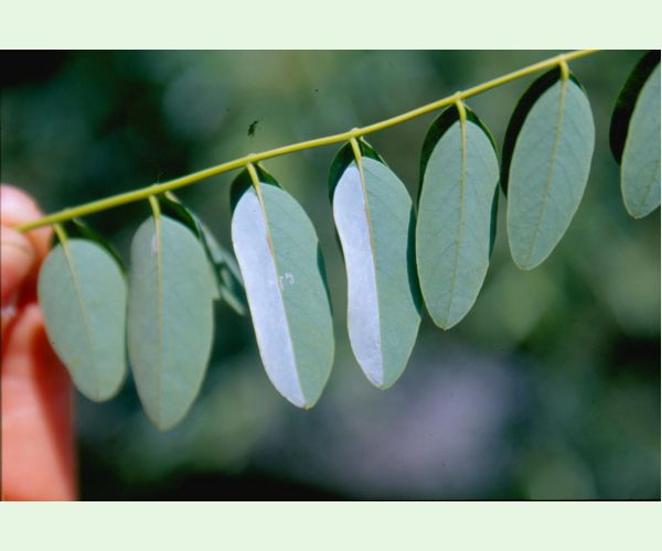 Ploskáčik agátový