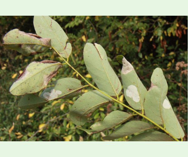 Ploskáčik agátový