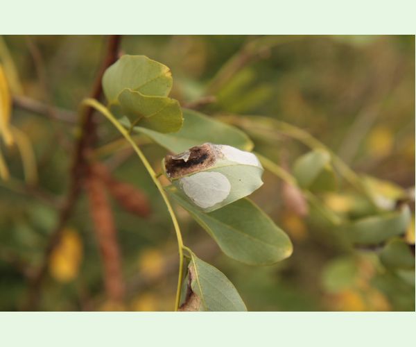 Ploskáčik agátový