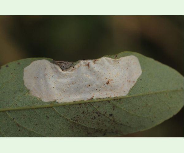 Ploskáčik agátový