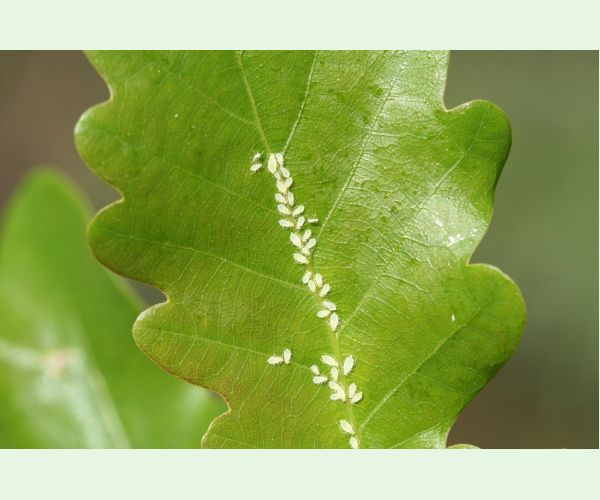 Voška Tuberculatus annulatus