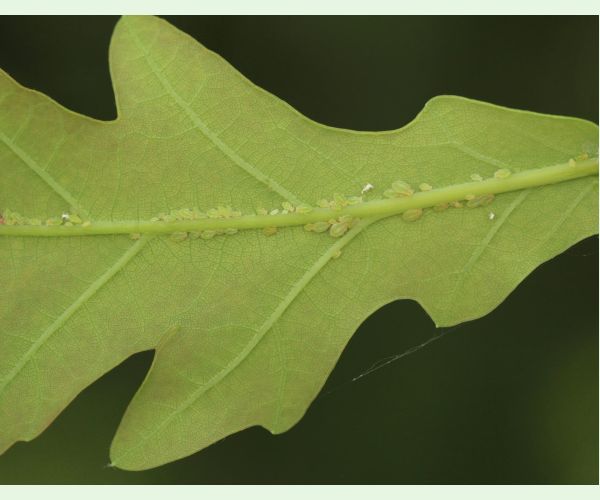 Voška Tuberculatus annulatus