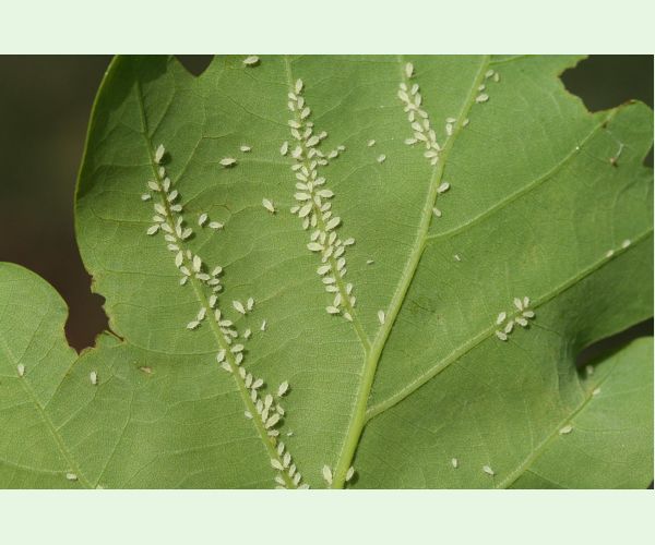 Voška Tuberculatus annulatus