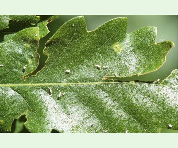 Voška Tuberculatus annulatus