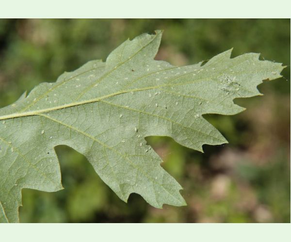 Voška Tuberculatus annulatus