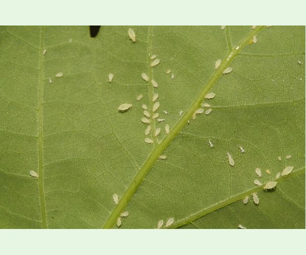 Voška Tuberculatus annulatus