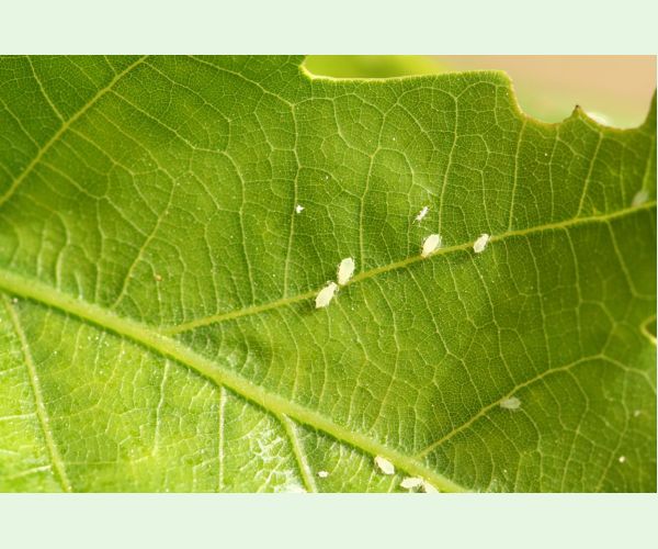 Voška Tuberculatus annulatus