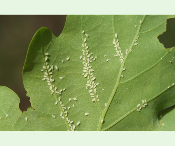 Voška Tuberculatus annulatus
