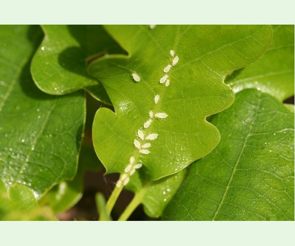 Voška Tuberculatus annulatus